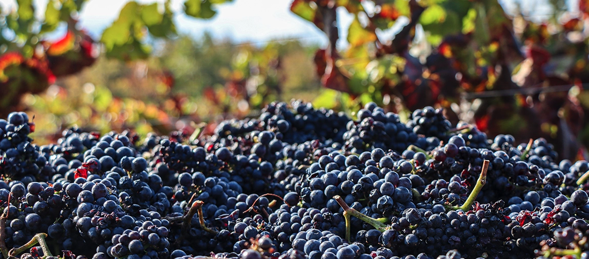 banner-pdt-casablanca-01